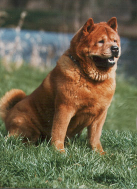 Annezit