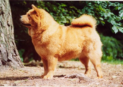 Fokeline staand- foto Ria van Middelaar