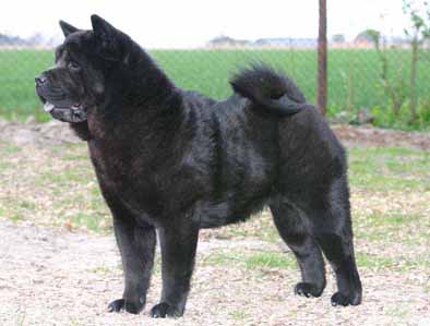 Germke staand 10 mnd - foto IvBeekum